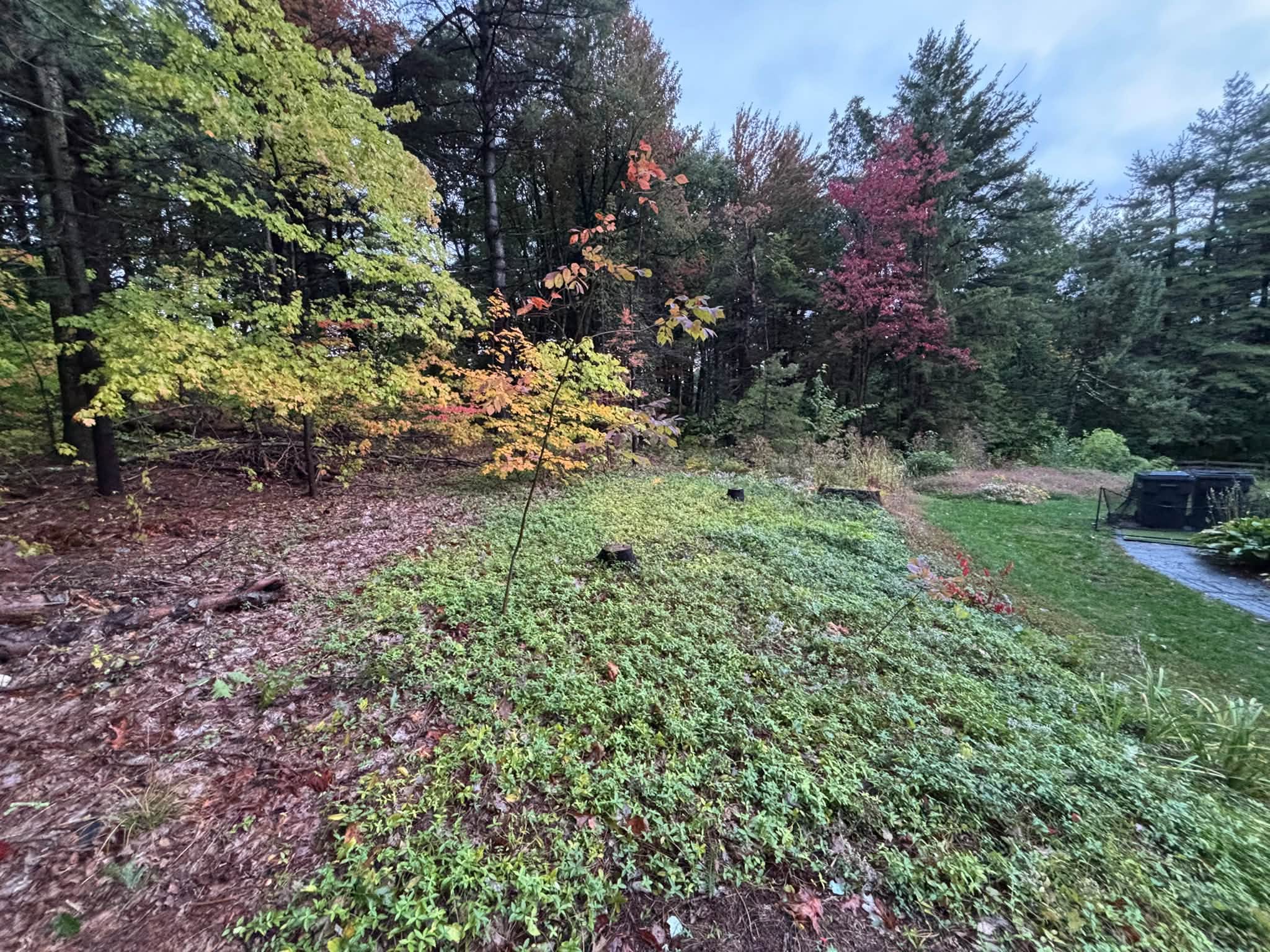 Heavily overgrown property before clearing — Princeton, MA